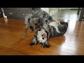 45 Pound Shih Tzu gets Dominated by Puppy