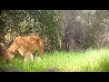 A Mountain Lion Screams In The Angeles National Forest