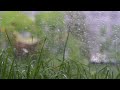 Rain sounds for Sleeping 10hours - Soft rain , dark screen after 5 minutes