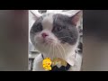 Try Not To Laugh Cats And Dogs Videos😻🐶New Funny Animals Video 2024