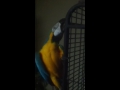 Macaw rolling on his back and letting me scratch is belly l