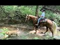 Hank The Awesome Trail Horse