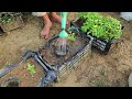 Never plant tomatoes without this. For large fruits and more tomatoes, follow this