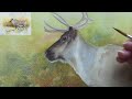 REINDEER IN WATERCOLOUR WITH VOICEOVER