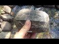 Jurassic Park turtle pond build
