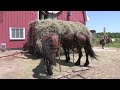 Putting up Loose Hay with Horses