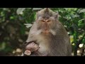 Unusual Scene: Gorilla Enjoying Carrot - Wildlife Explorer