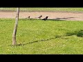 #Magpies #annoying a #carrioncrow 🐦‍⬛ 😄 | #youtubevideo, #naturevideo
