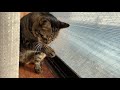 【とらぱち】結露を舐めるって変ですか？　Is it strange to lick the condensation of the window? 【かわいい】