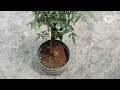 गमले में लगे नीम के पौधे की देखभाल कैसे करें।How To Care NEEM plant  In Pot.