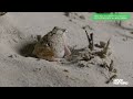 Fascinating Frog Facts You Never Knew | Wildlife Icons Ep202