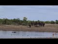Massive herd of elephants drinking at Grootvlei Dam in Kruger National Park: a breathtaking sight