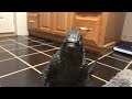 Godzilla & Gamera; Episode 2: ARTING