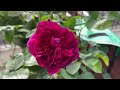 English Rose Garden Tour | Rating Roses For Strength of Scent | David Austin Roses and Much More