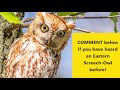 Eastern Screech Owl Sounds: Learn their TWO haunting calls! (2024)