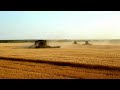 Cutting Wheat