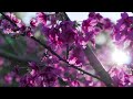 Beautiful Relaxing Music 🌸 Soothing Melodies Restore the Nervous System