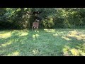 Bambi in the garden