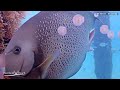 LOBSTER & HAMMERHEAD, oh my!  - January 2022 Underwater Fish Cam Recap