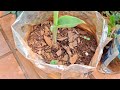 How to Propagate Banana Seedlings - How to Make Banana Seedlings - How to Get Seedlings and Banana