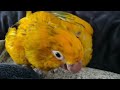 MY HYACINTH MACAW MEETING MY GOLDEN CONURES for the FIRST TIME! REACTION VIDEO