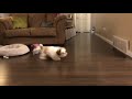 10 Things a Shih Tzu Puppy Loves to Do | 16 Weeks Old