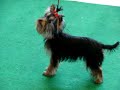 MOV00786.MPG Yorkshire Terrier Eburacum Lothario