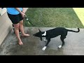 Funny ANIMALS videos😊 Funniest CATS😹 and DOGS🐶 2024