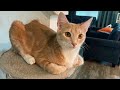 Funny Cat Videos of 2024 😍 It's Hard Not to Laugh