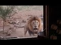 Lion in the kitchen window