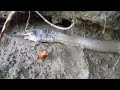 Diamondback water snake (Nerodia Rhonbifer) eats sun fish