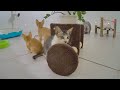 Best Cats Videos ❤️🐱 Funny And Cute Cats Videos 2024 😹