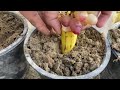 How To Grow Grape Trees From Grape Fruit | How To Plant Grape Vines at Home in Banana Fruit