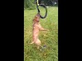 Pit Bull Boxer Playing in yard