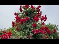 【4K】京成バラ園（千葉県八千代市） 2023年6月5日 Keisei Rose Garden