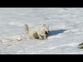 The Bitter Struggle of Canada's White Wolves | White Wolf | Apex Predator