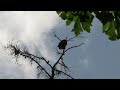 Steller's Jay Trying To Pick A Fight With Bald Eagle