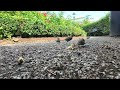 Bird Feeding Frenzy in Park