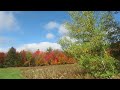Beautiful Maples and field  Vermont Fall foliage, Oct  8, 2022