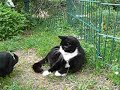 Havanese puppy  trying cat's patience