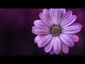 Awaken Pure Consciousness: Balance Your Crown Chakra Energy