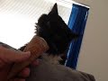 Spunky the ice cream eater.