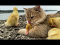 Kitten is a great duck mother and takes her ducklings on wild trips!Cute animal video