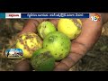 Pest Control in Lemon Cultivation | నిమ్మ తోటల్లో చీడపీడల నివారణ | Matti Manishi | 10TV News