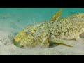 4K (Ultra HD) 🌿 Beautiful Underwater Wonders With Coral Reefs, Fish Colorful 🐬Giant Sea Creatures