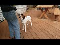 Treeing Walker Coonhound Jaxon