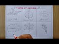 Different types of leaves drawing easy| How to draw Different leaves| Easy pencil drawing