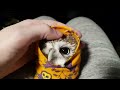 Angry biting owl-burrito. Little owl Unya in a wrap.