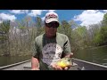 Catching Dinner With Worms! How To Find & Catch Bluegill & Shellcracker