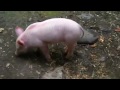 Hero pig rescues a baby goat